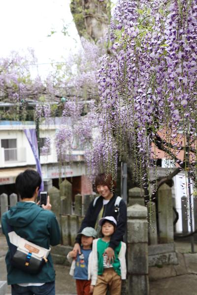 薄紫色の満開の藤の花を背景に記念撮影をする親子の写真