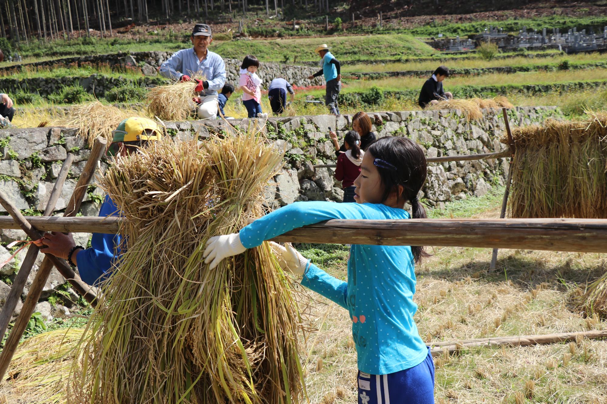 刈り取った稲を稲木に掛ける子どもの写真