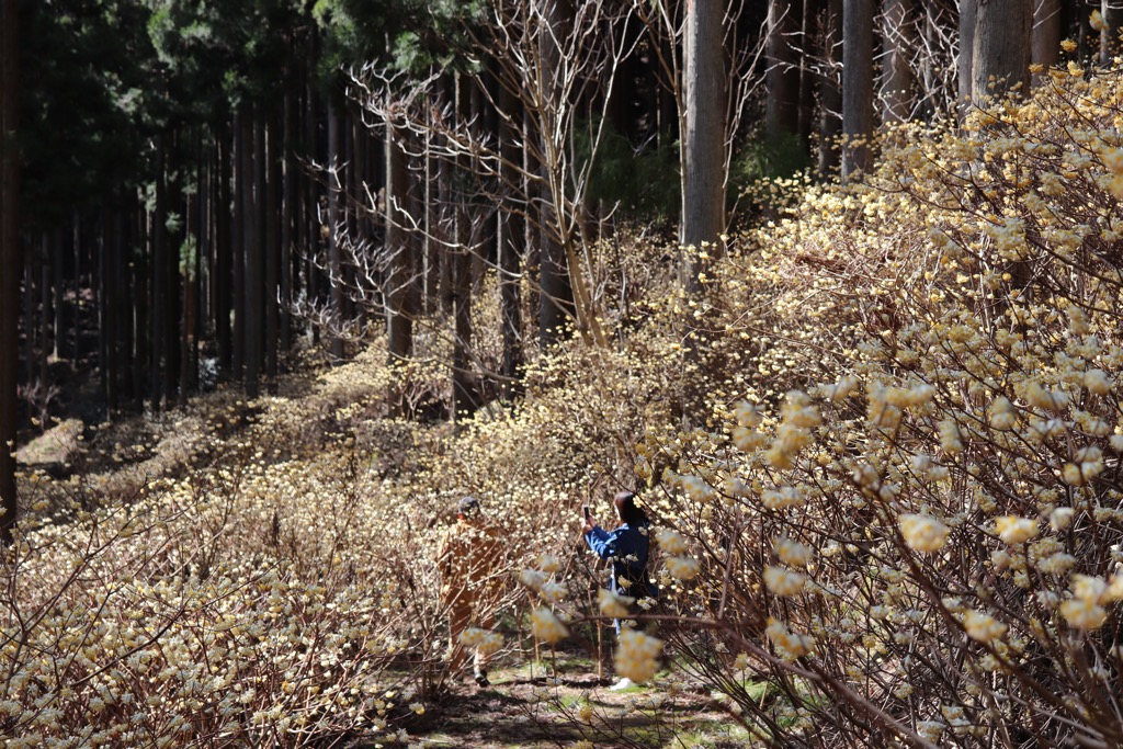 一宮町東河内の県道8号沿いで、見頃を迎えたミツマタの花と花の写真を撮影する人の写真