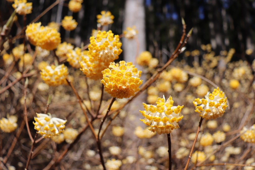 一宮町東河内の県道8号沿いで、見頃を迎えたミツマタの花の写真