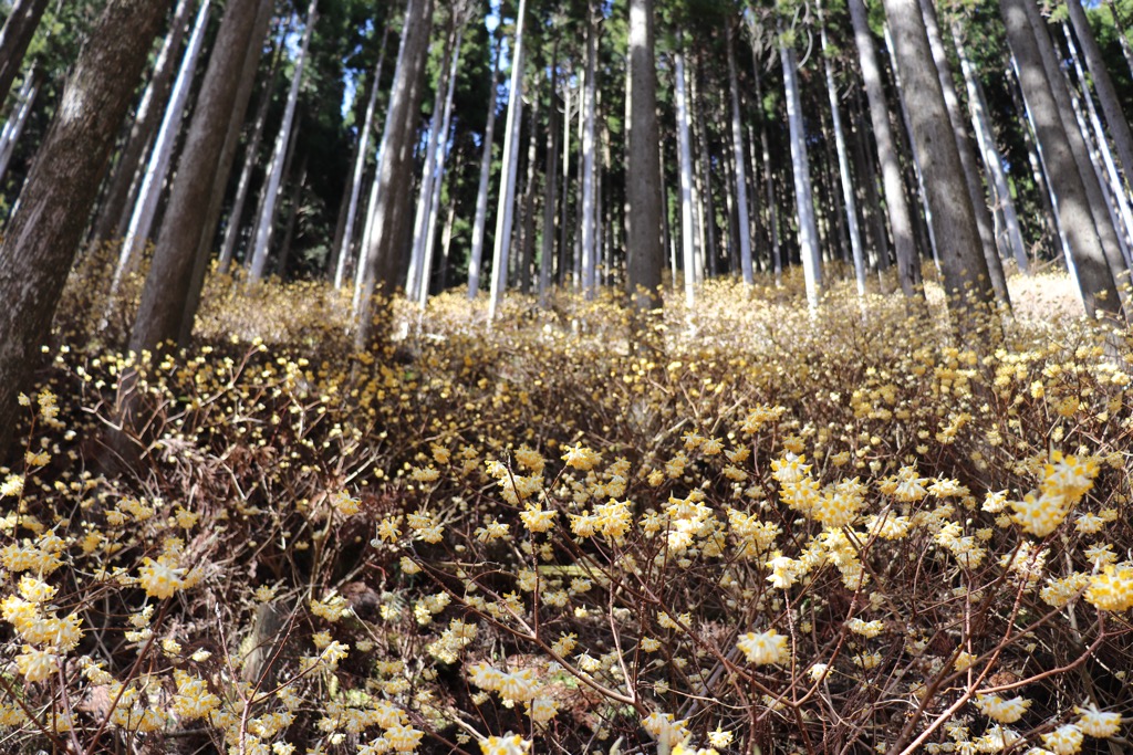 一宮町東河内の県道8号沿いで、見頃を迎えたミツマタの花