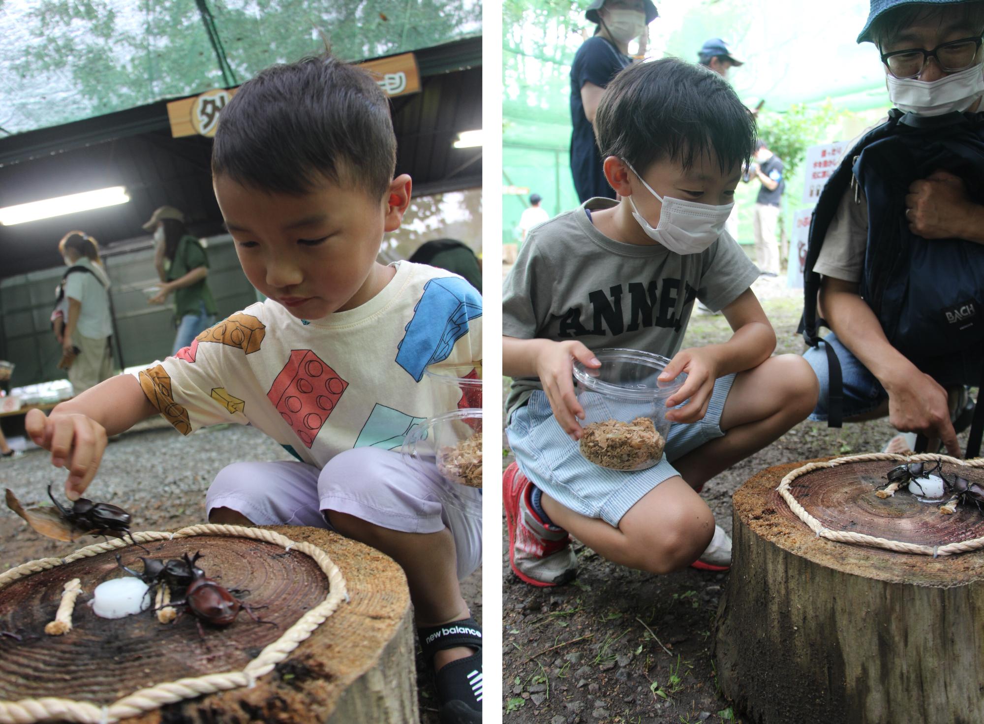 (左)カブトムシ相撲を楽しむ子どもの写真、(右)カブトムシ相撲を見ている親子の写真