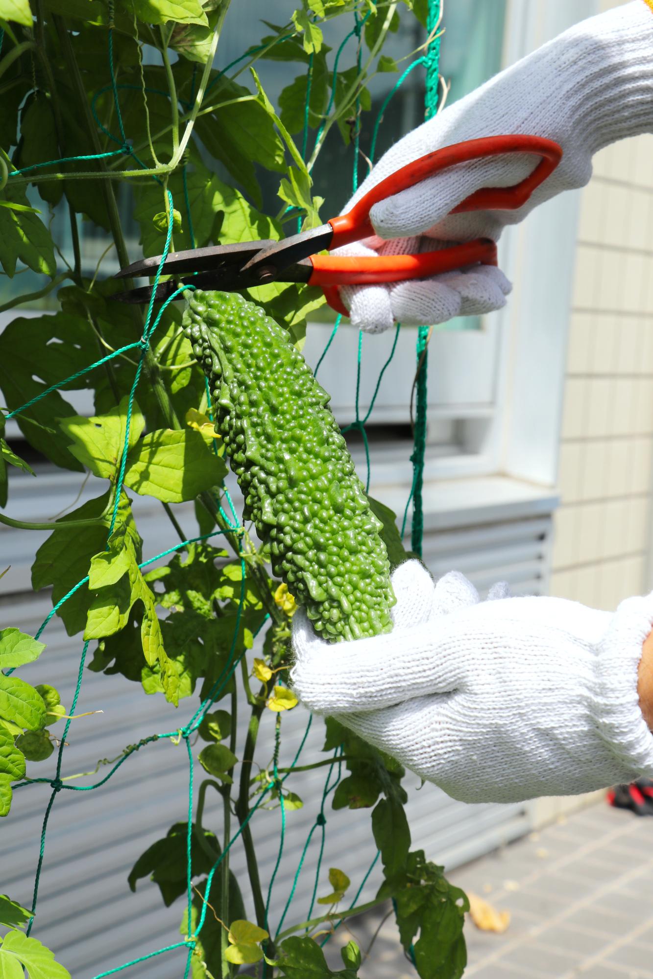 ゴーヤを収穫するため茎にハサミを入れようとしている写真