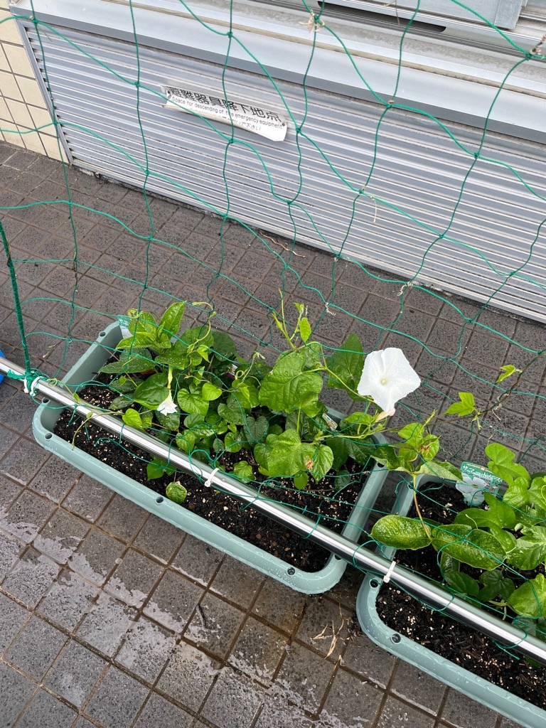 プランターに植えたゴーヤの苗からでているツルが建物に沿って張られたネットに絡ませてある写真