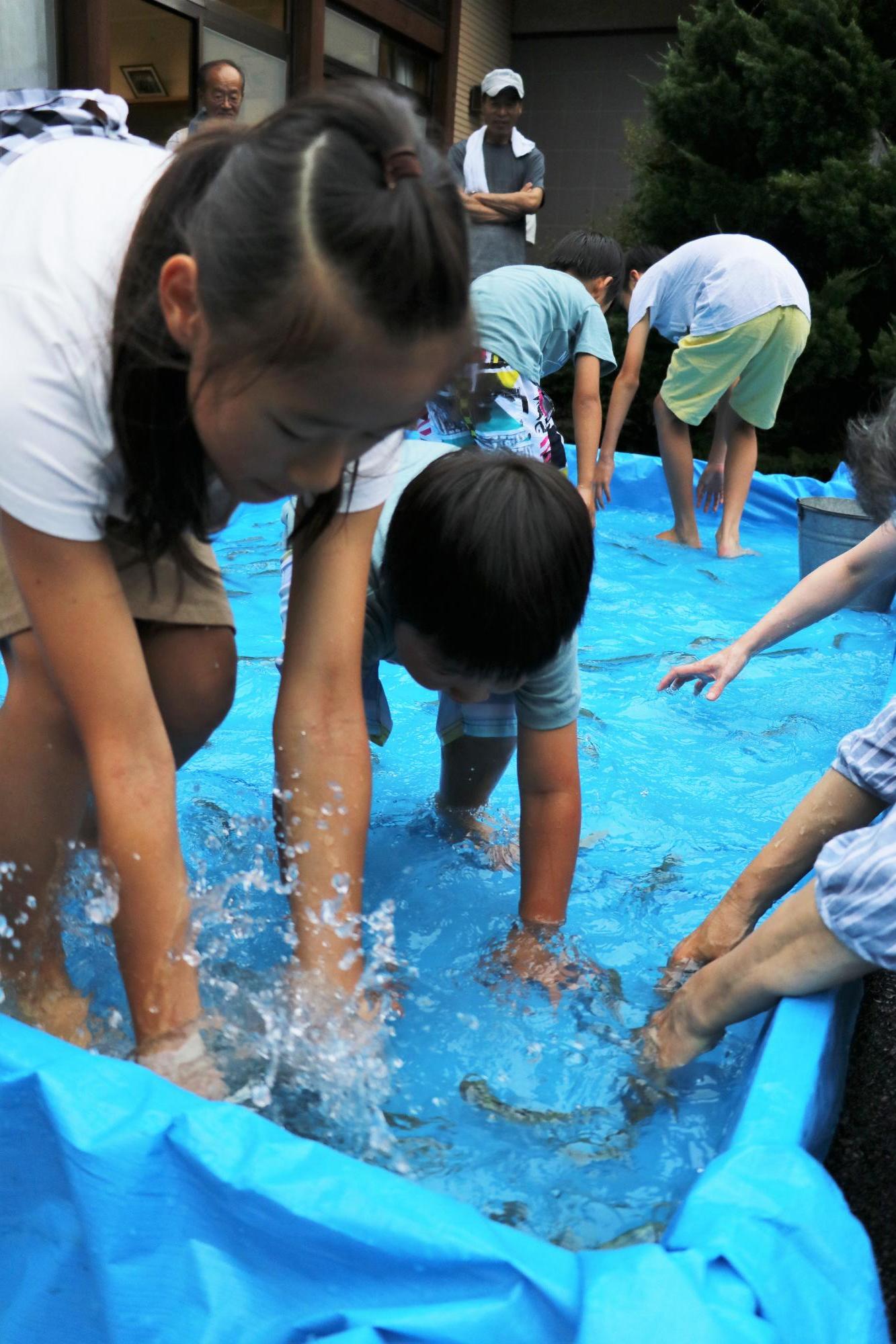 水色のブルーシートでつくられた浅い水槽にいれられた鮎を手づかみで取ろうとしている子どもたちの写真