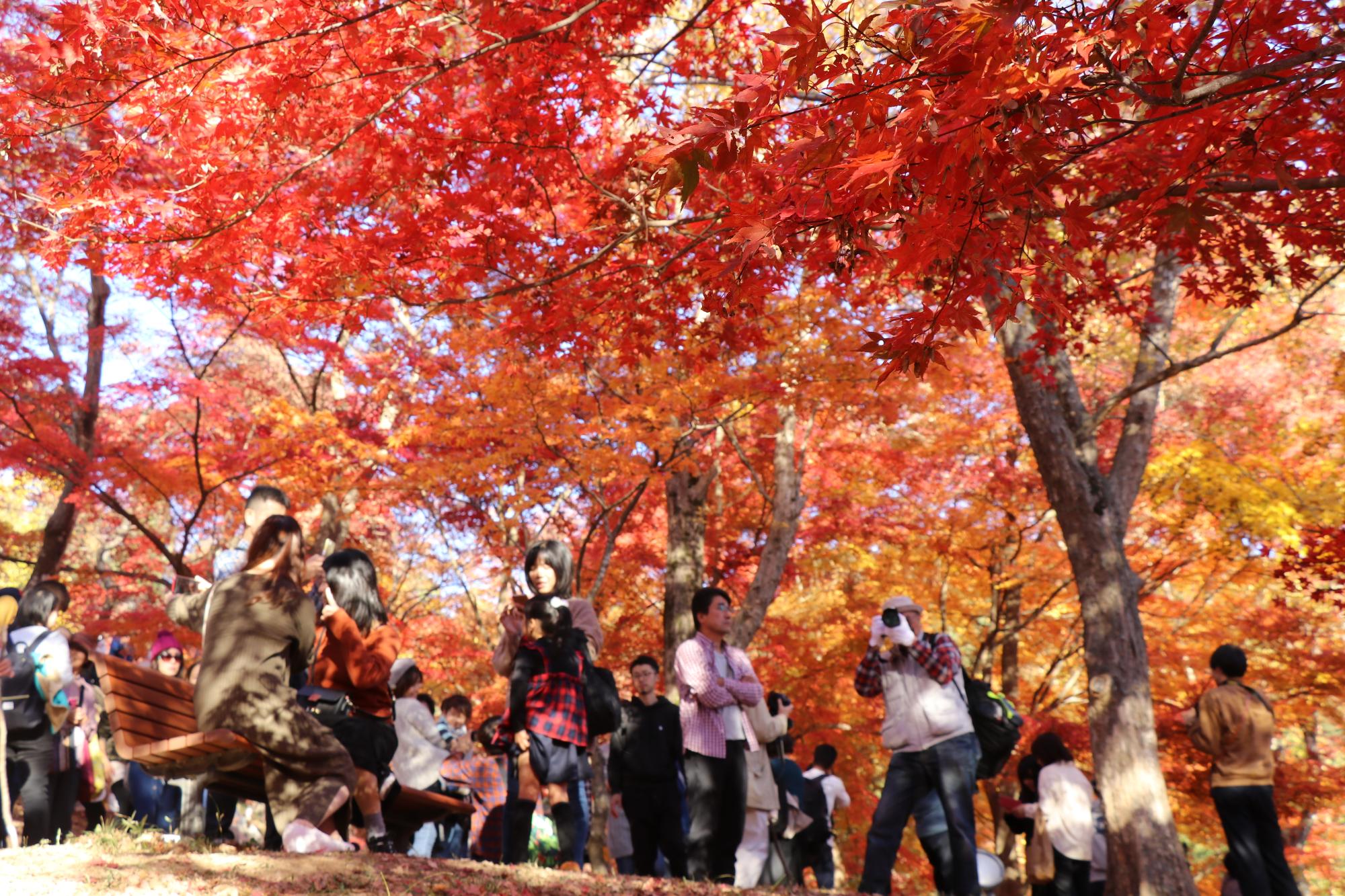 紅葉を楽しむ観光客