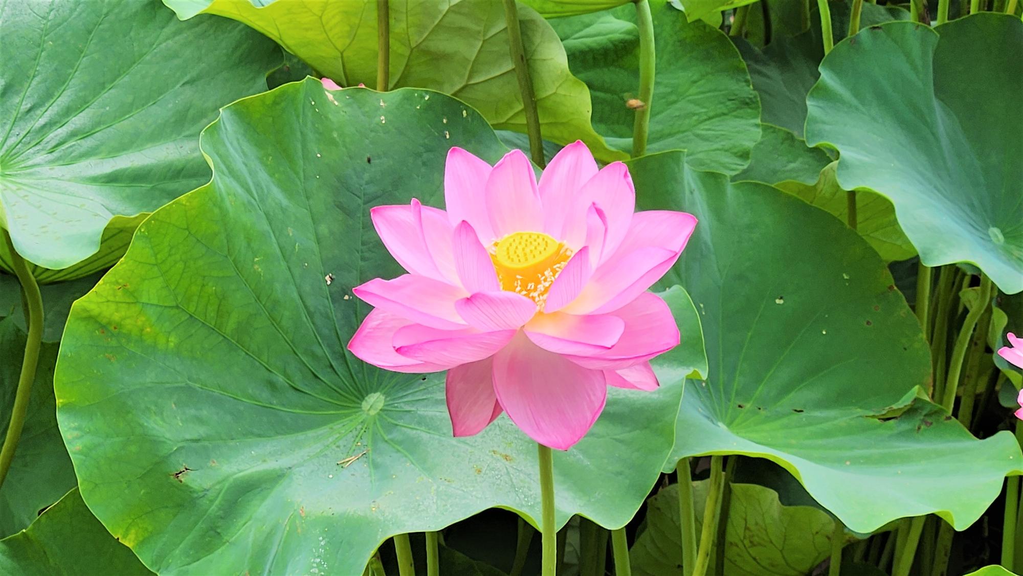 開花したハスの花を拡大した写真
