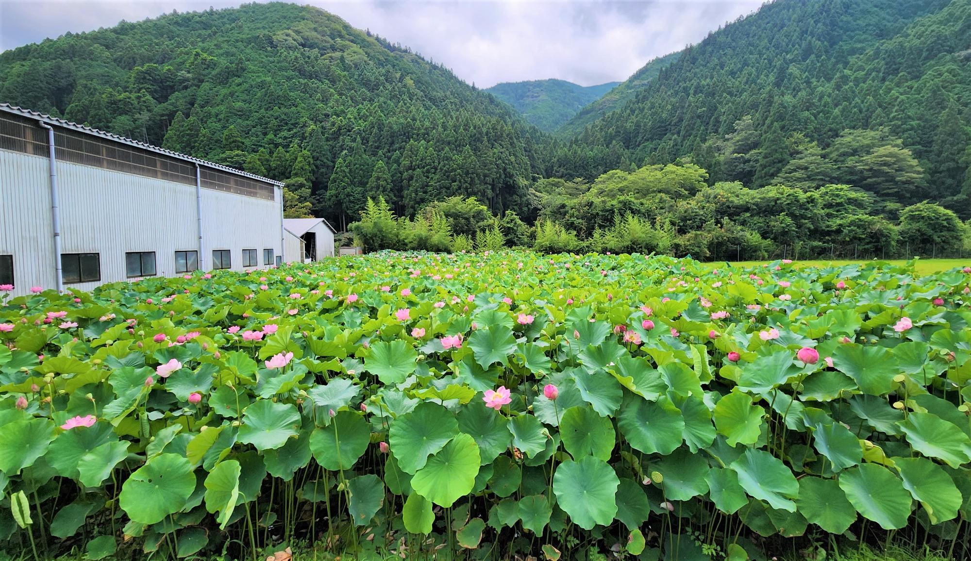 ハスの花が群生して開花している写真
