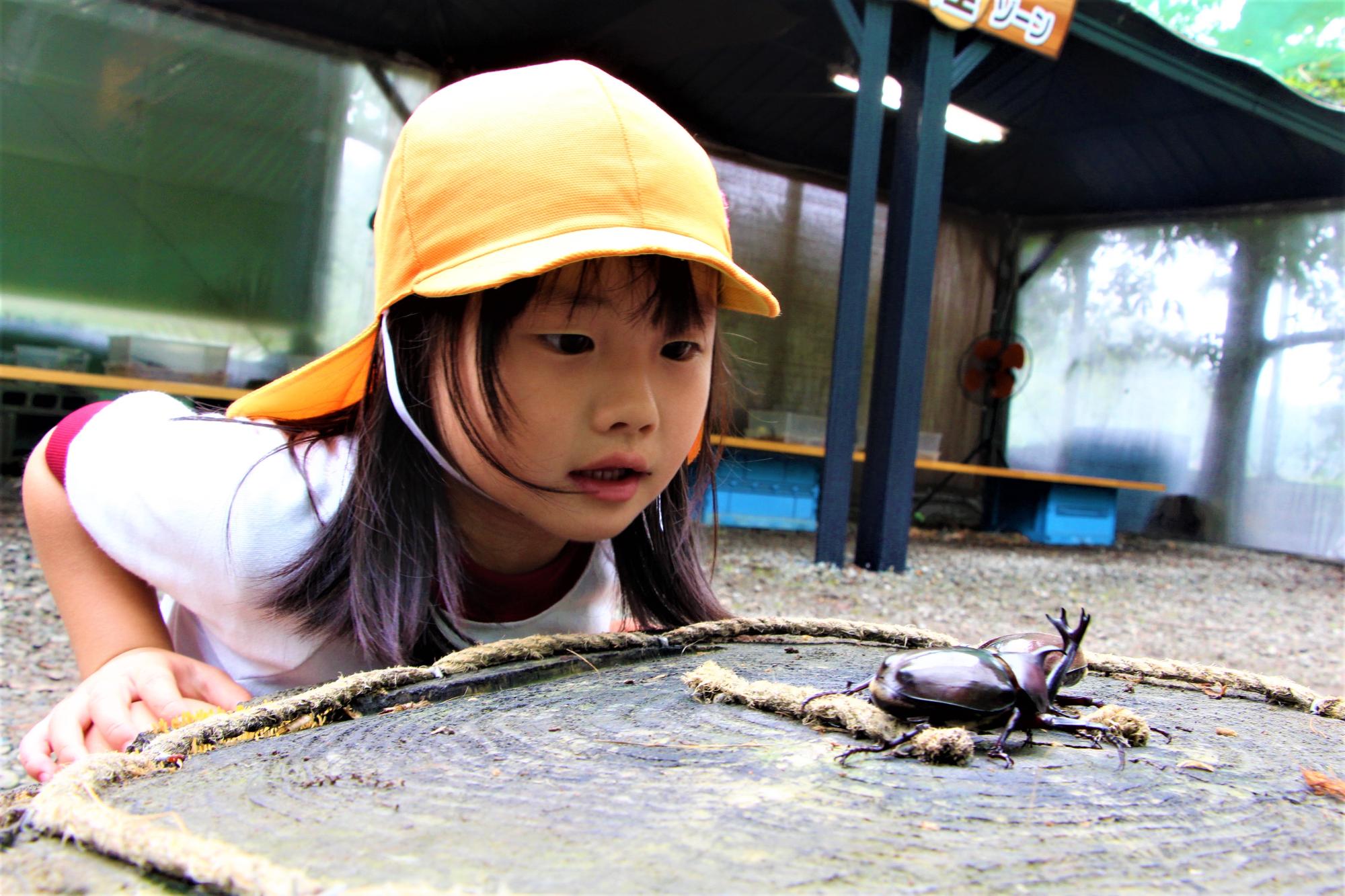 土俵に見立てた切り株の上で2匹のカブトムシが押し合っている様子を園児が見つめている写真