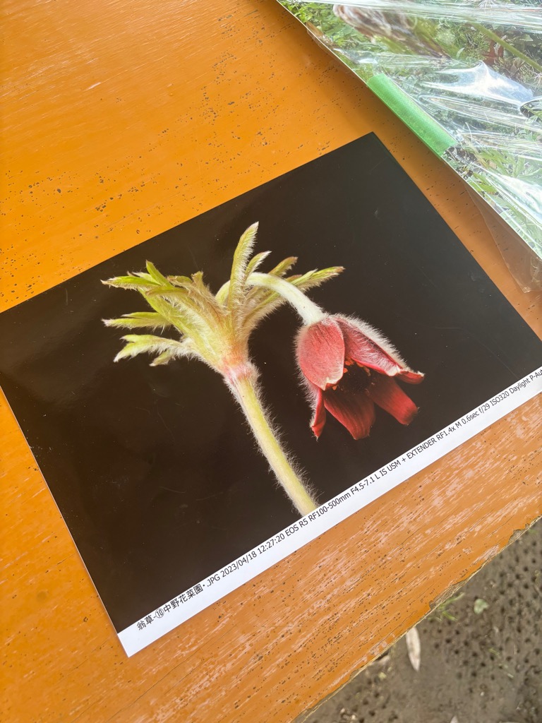 4月に咲いた翁草の写真