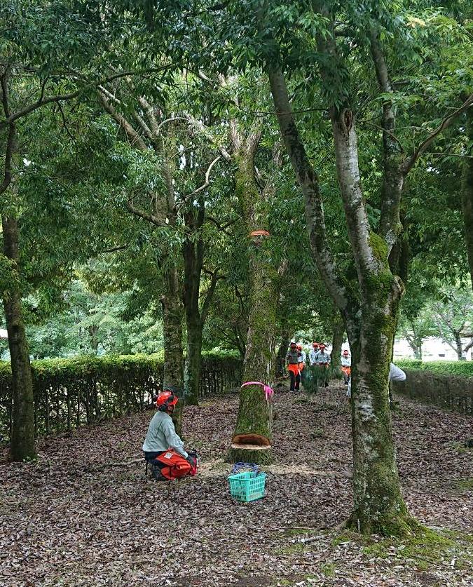 チェーンソーで樹木の根元を切り進め、樹木が倒れ始めている写真