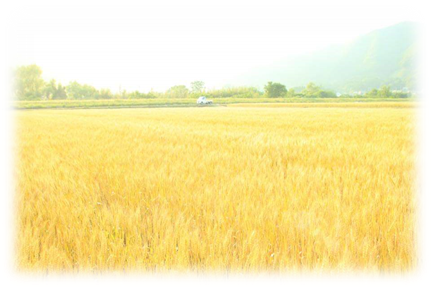 収穫を間近に控えた山崎町河東地区の黄金色の小麦の採種圃場の写真