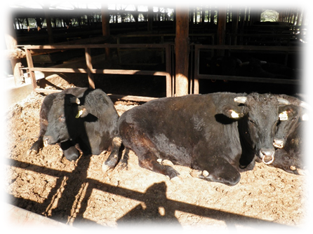 谷口牧場での飼養されている黒毛の牛がもみ殻の上に座っている写真