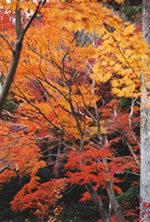 最上山公園もみじ山の写真