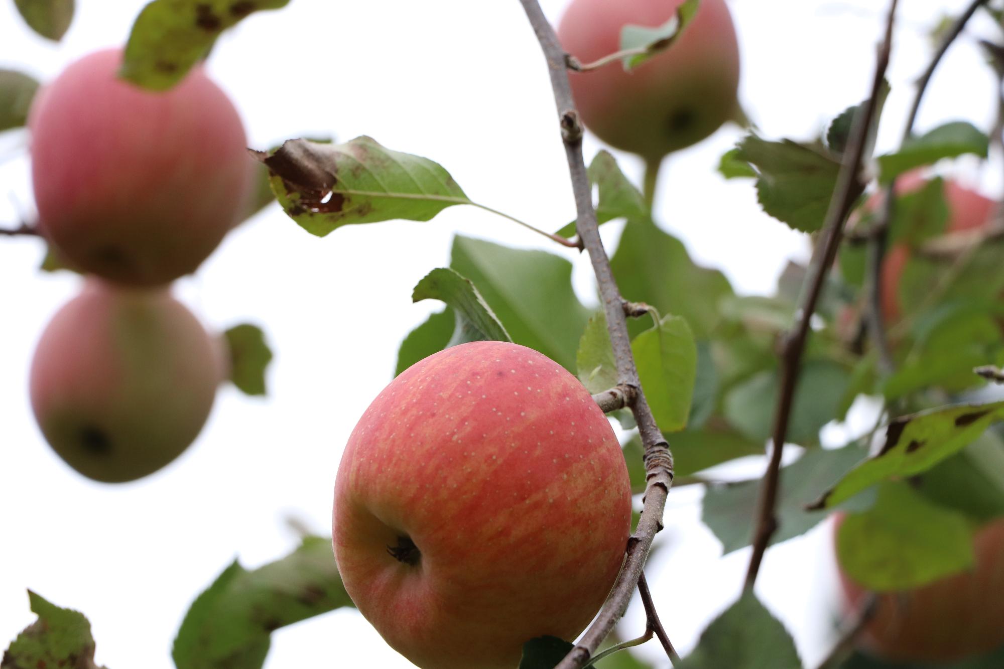 りんごの種類である「ふじ」の写真