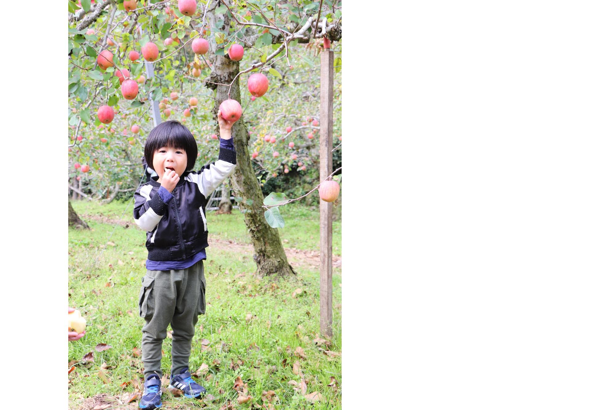 りんご狩りでりんごを食べる子どもの写真