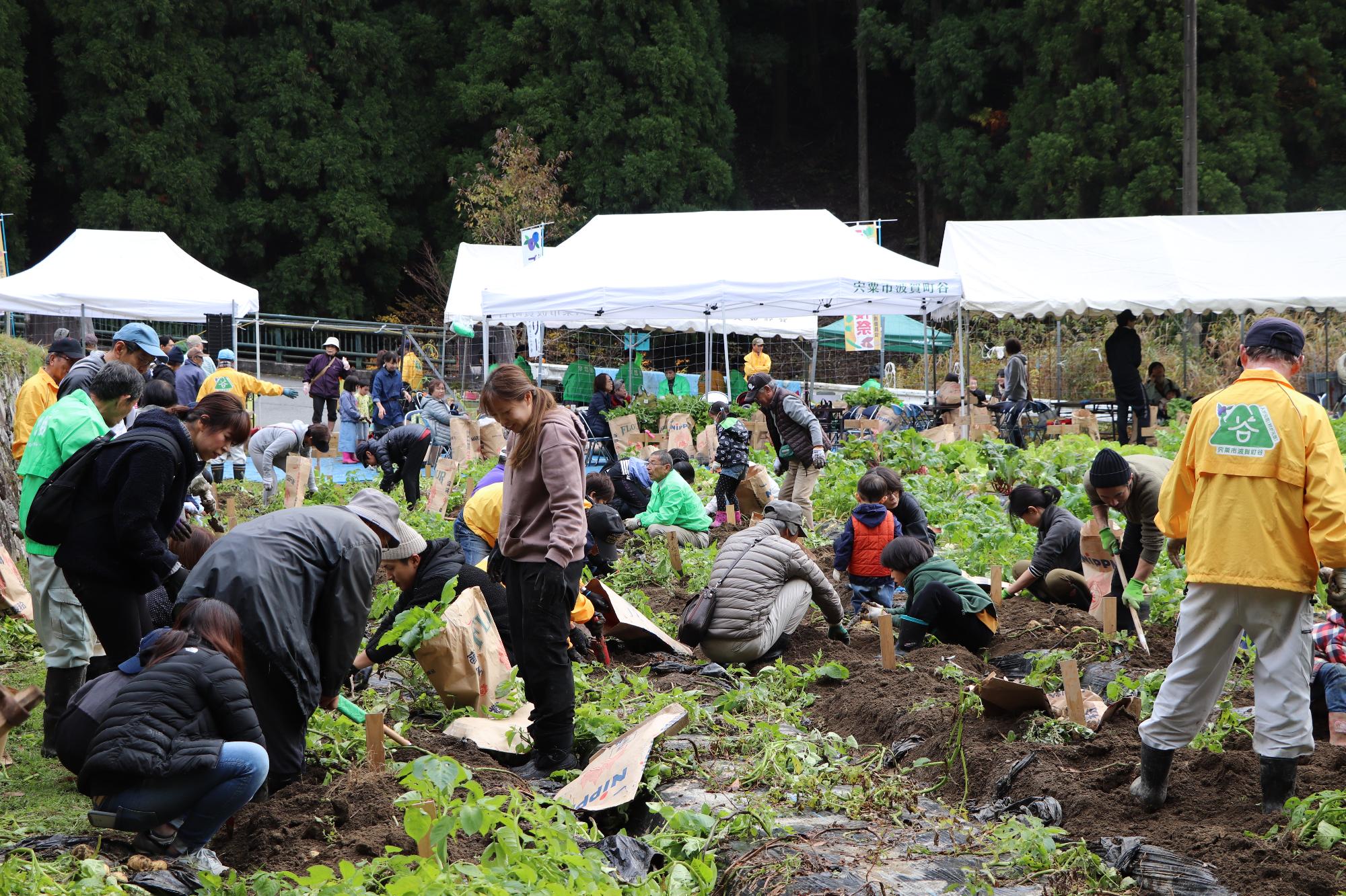 収穫祭の参加者が野菜を収穫している写真