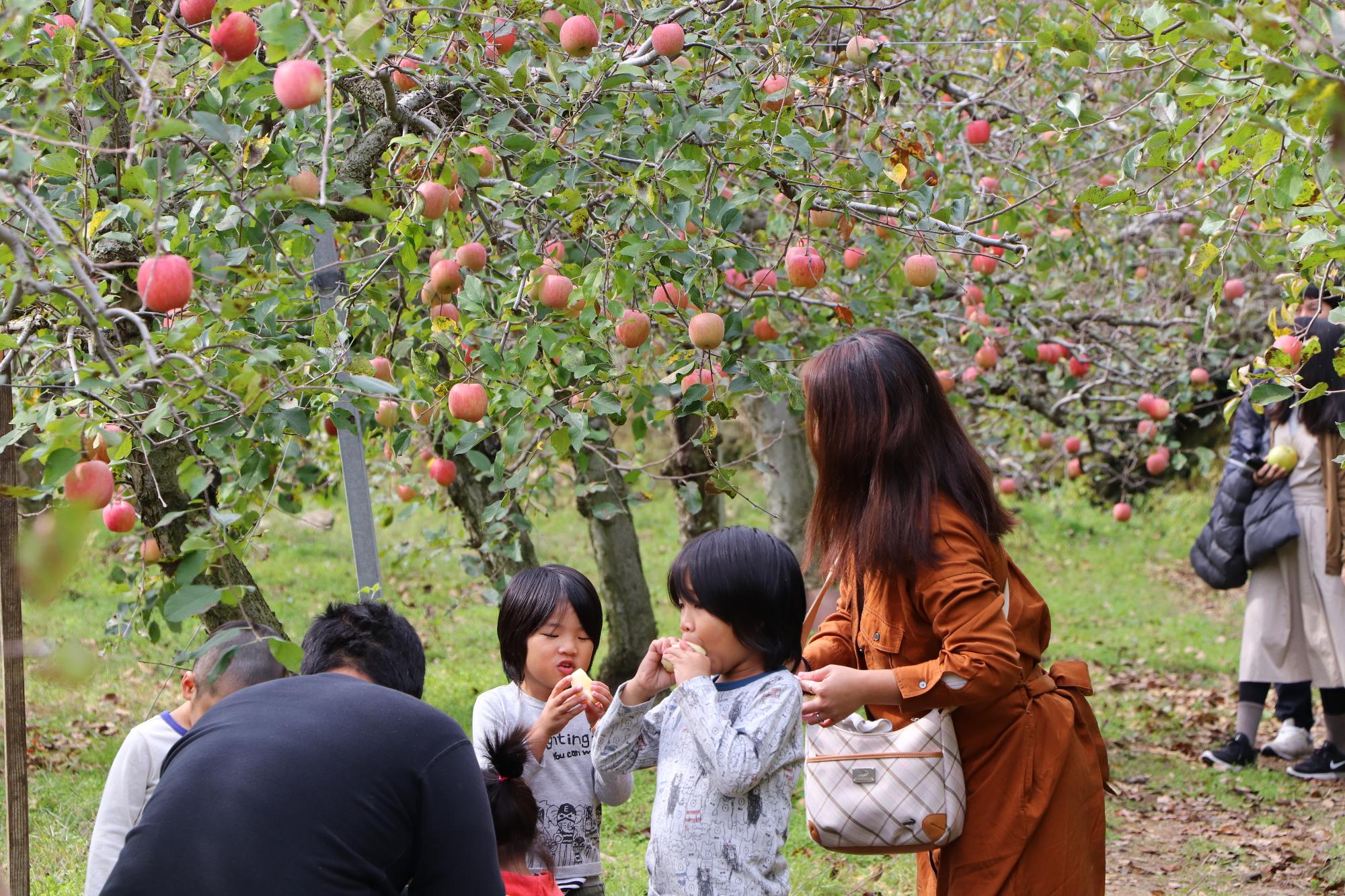 りんご狩りをしている家族とたくさん実ったりんごの写真