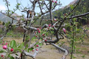 りんごの花のつぼみの写真