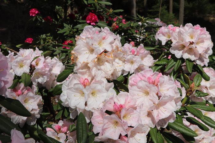 満開の薄ピンクのシャクナゲの花の写真