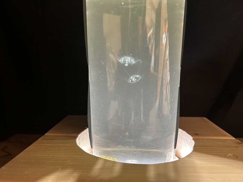 捕まえたクラゲ