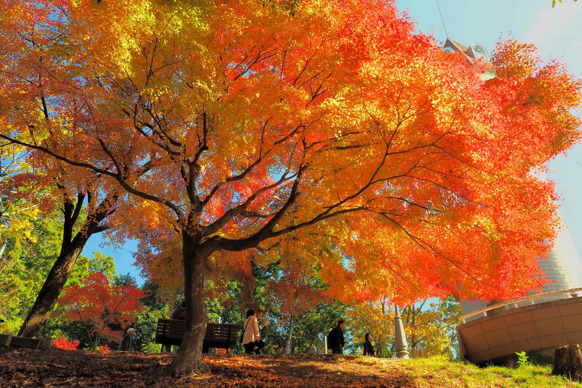 展望台付近が紅葉している写真