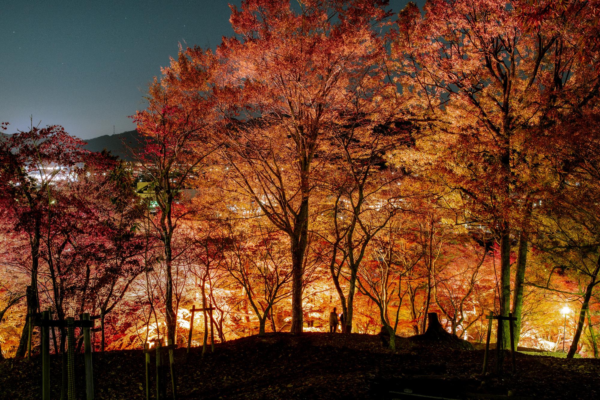 夜間ライトアップされた紅葉写真