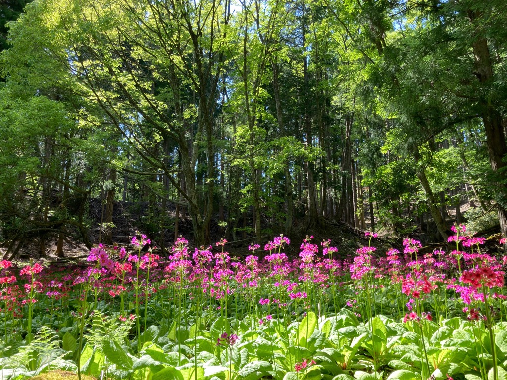 木漏れ日を浴びるクリンソウの花