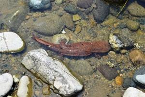 浅瀬を泳ぐこげ茶色のオオサンンショウウオの写真