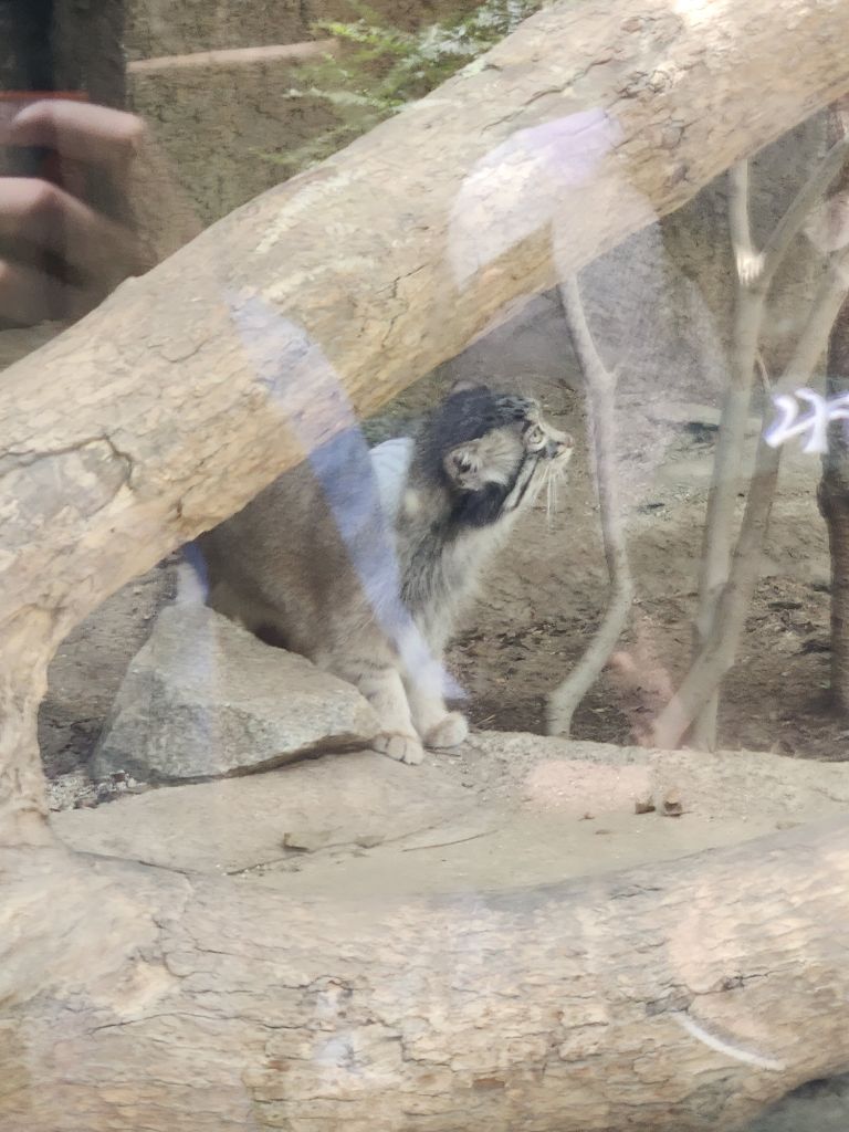 神戸どうぶつ王国のマヌルネコの赤ちゃんの写真
