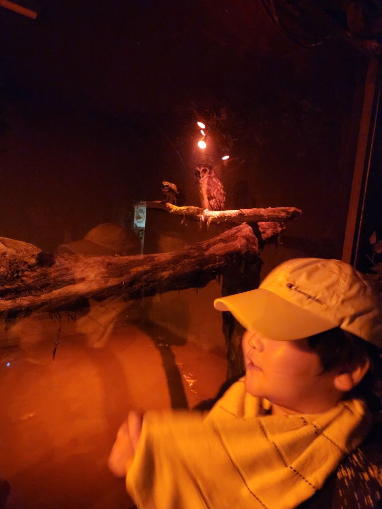 神戸どうぶつ王国で薄暗いところで活動する夜行性動物を見る子どもの写真