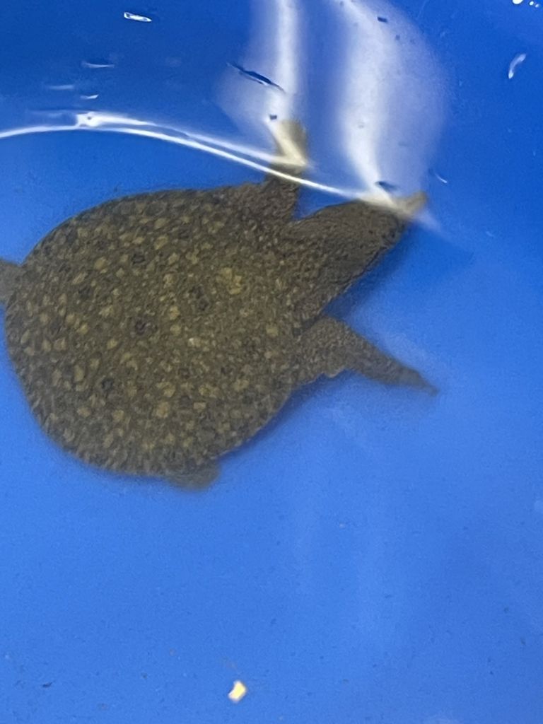 川で捕獲したスッポンの赤ちゃんの写真