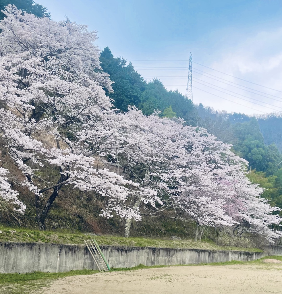 今年も美しく咲き誇る学遊館の桜