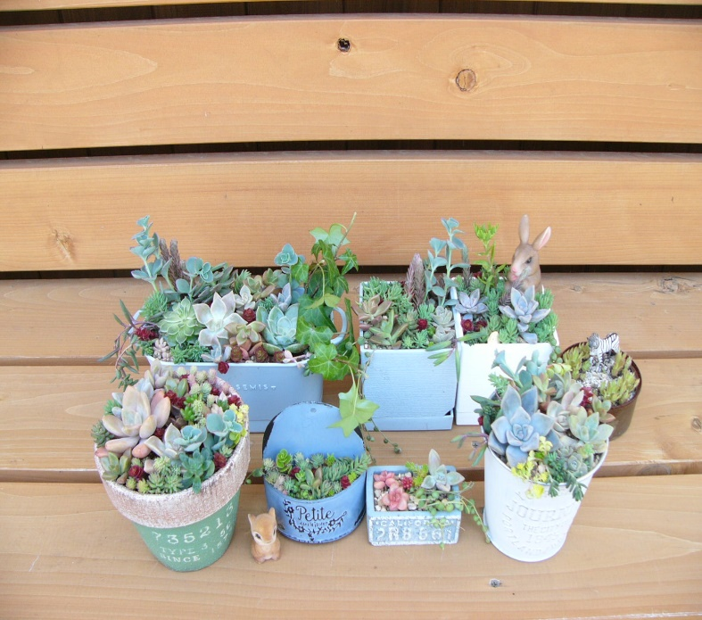 寄せ植えした多肉植物の写真