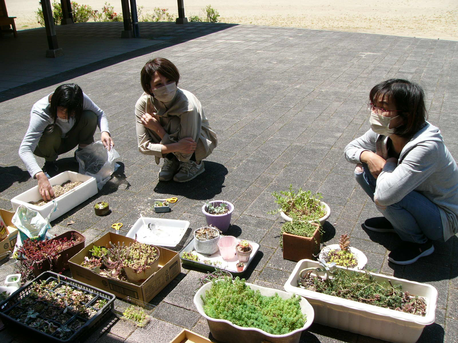 子育ての森 スマイルの活動で多肉植物をプランターなどに寄せ植えしている写真