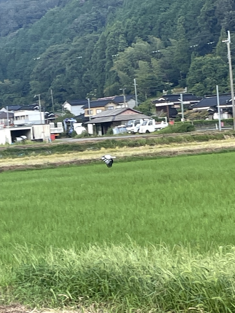 蔦沢小周辺を飛来するコウノトリ