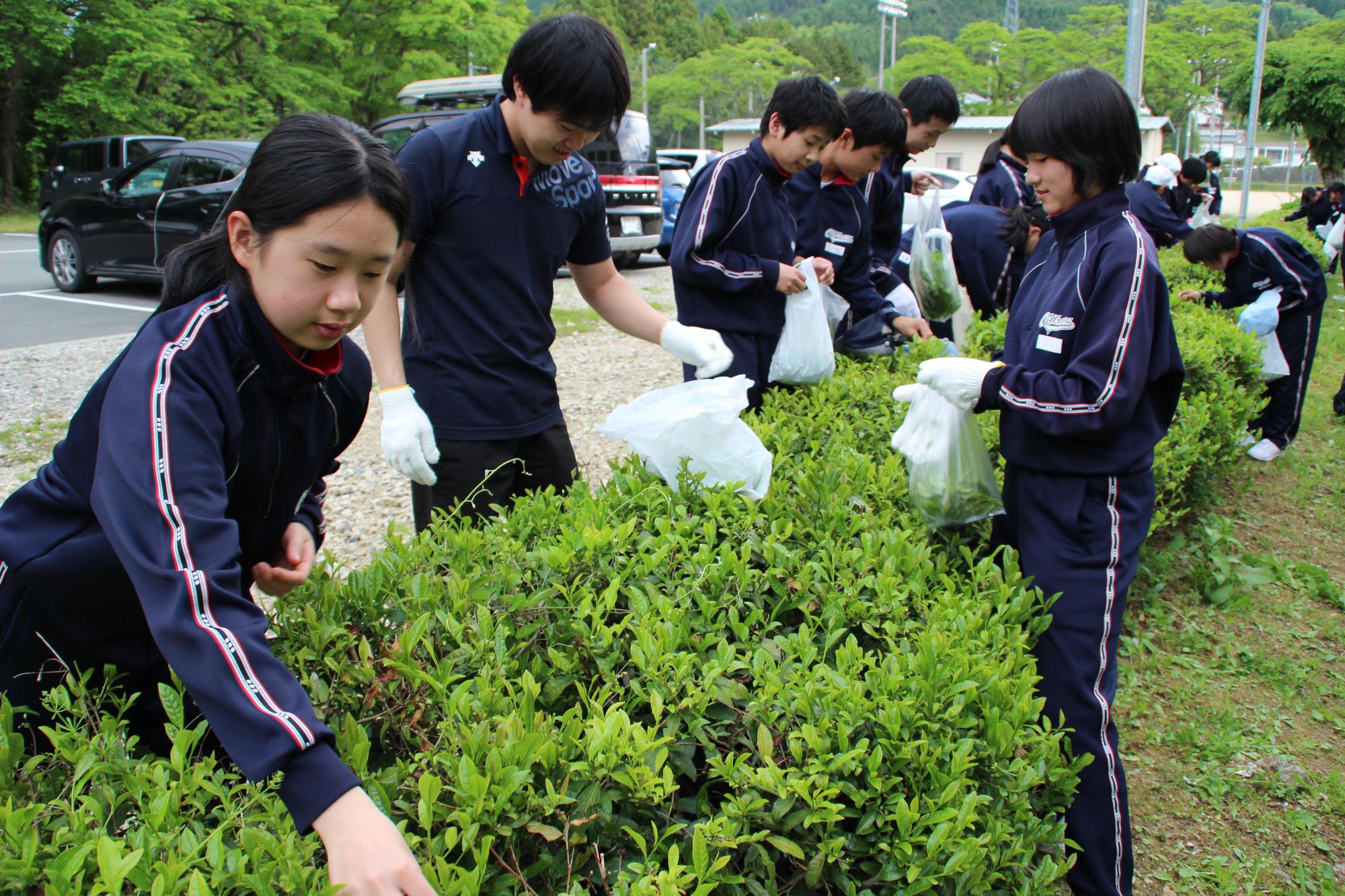 紺色のジャージを着た中学生たちが茶葉を摘み取っている写真