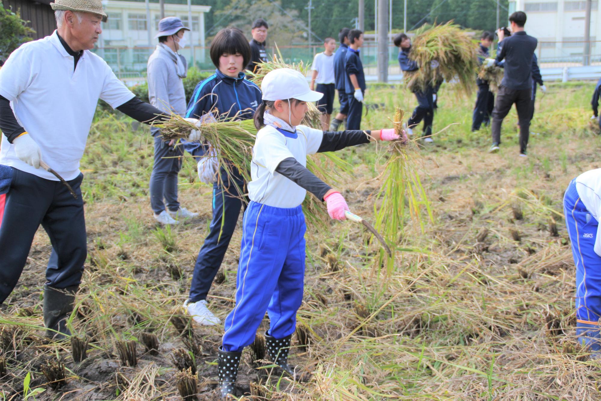 小学生が鎌で刈り取った稲を高校生に渡そうとしている写真