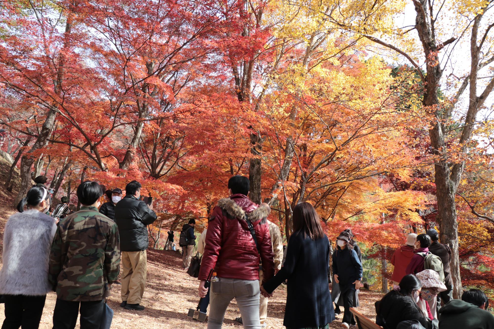 観光客でにぎわう最上山もみじ山の写真
