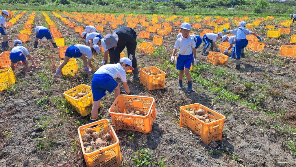 河東小学校の2、3年生らが同校近くの畑で指導員らと玉ねぎを収穫している写真