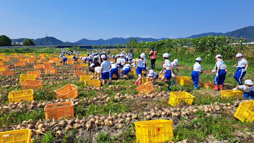 河東小学校の2、3年生らと指導員が収穫した玉ねぎを黄色の箱に入れている写真