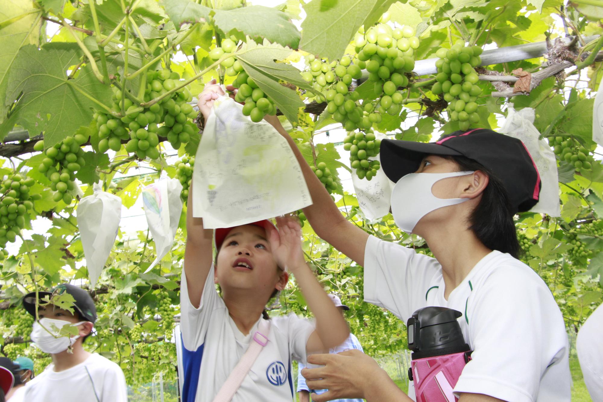 山崎町のブドウ園でブドウに手が届かない下級生の嚢かけを手伝う7年生の写真