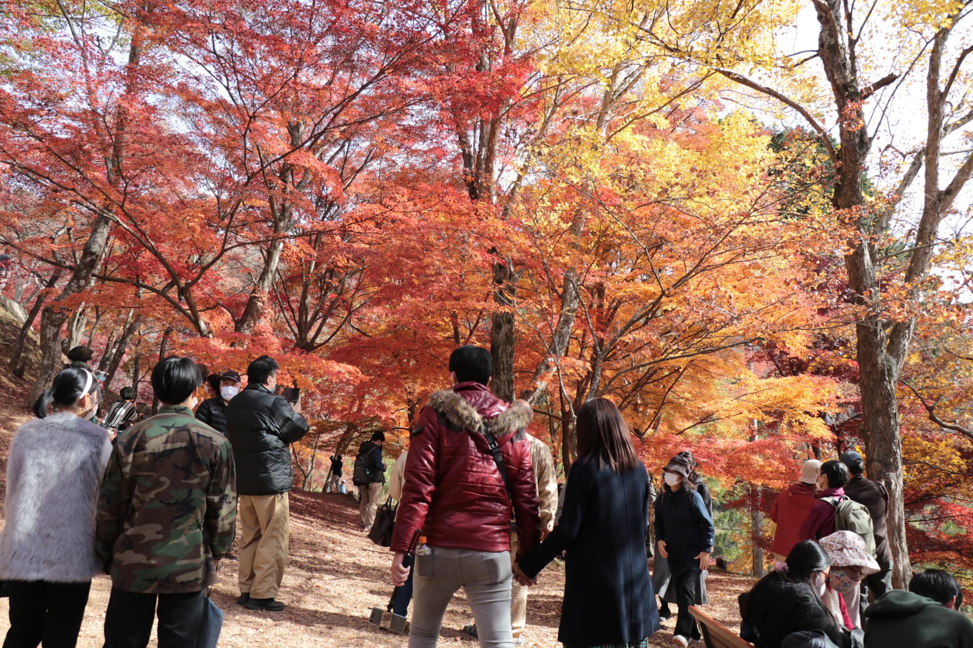 山一面が真っ赤に染まった最上山を訪れる人々の写真