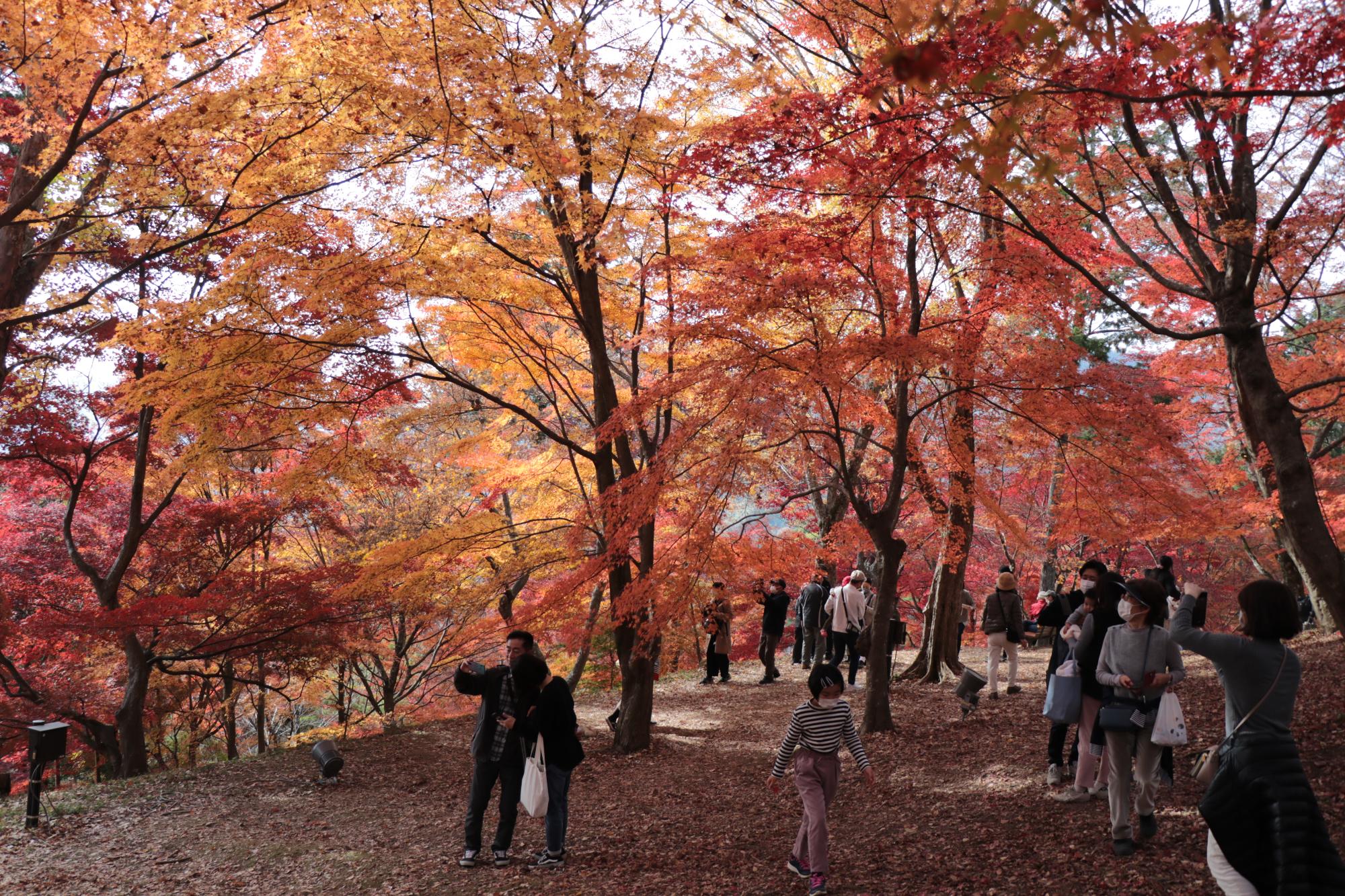 紅葉を楽しむ人々の写真