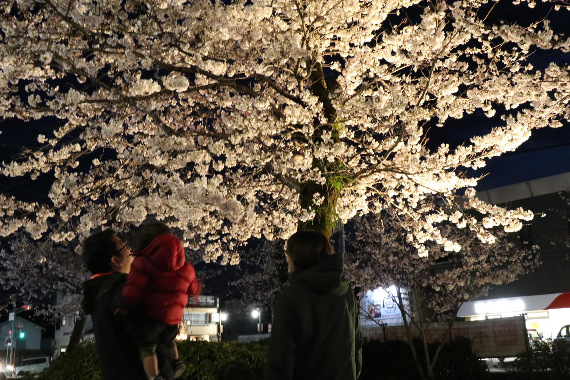 夢公園でライトアップされた夜桜に見入る親子の写真