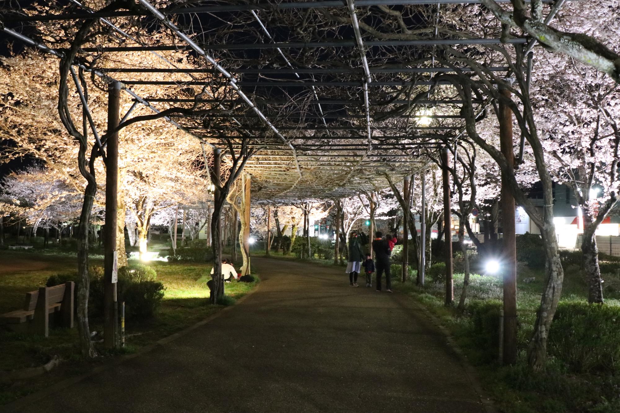 夢公園でライトアップされる桜の写真