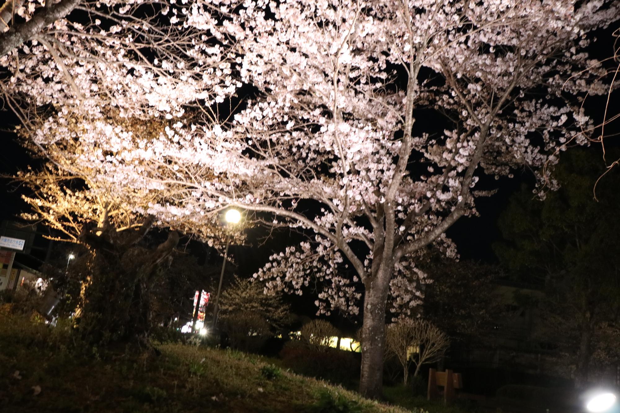 夢公園でライトアップされる桜の写真