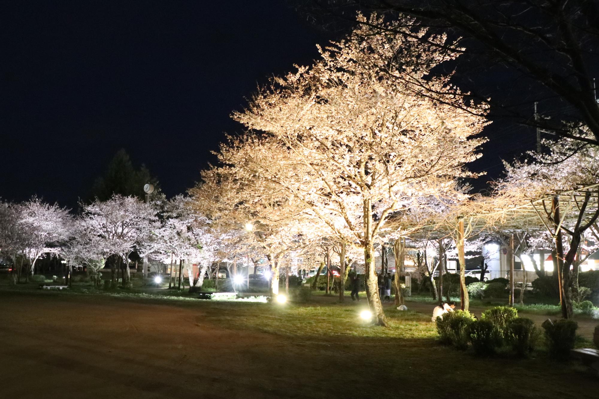 夢公園でライトアップされる桜の写真