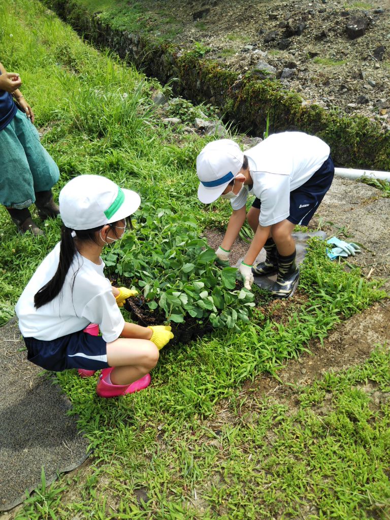 蔦沢小学校近くの畑で大豆の苗を運ぶ児童ら