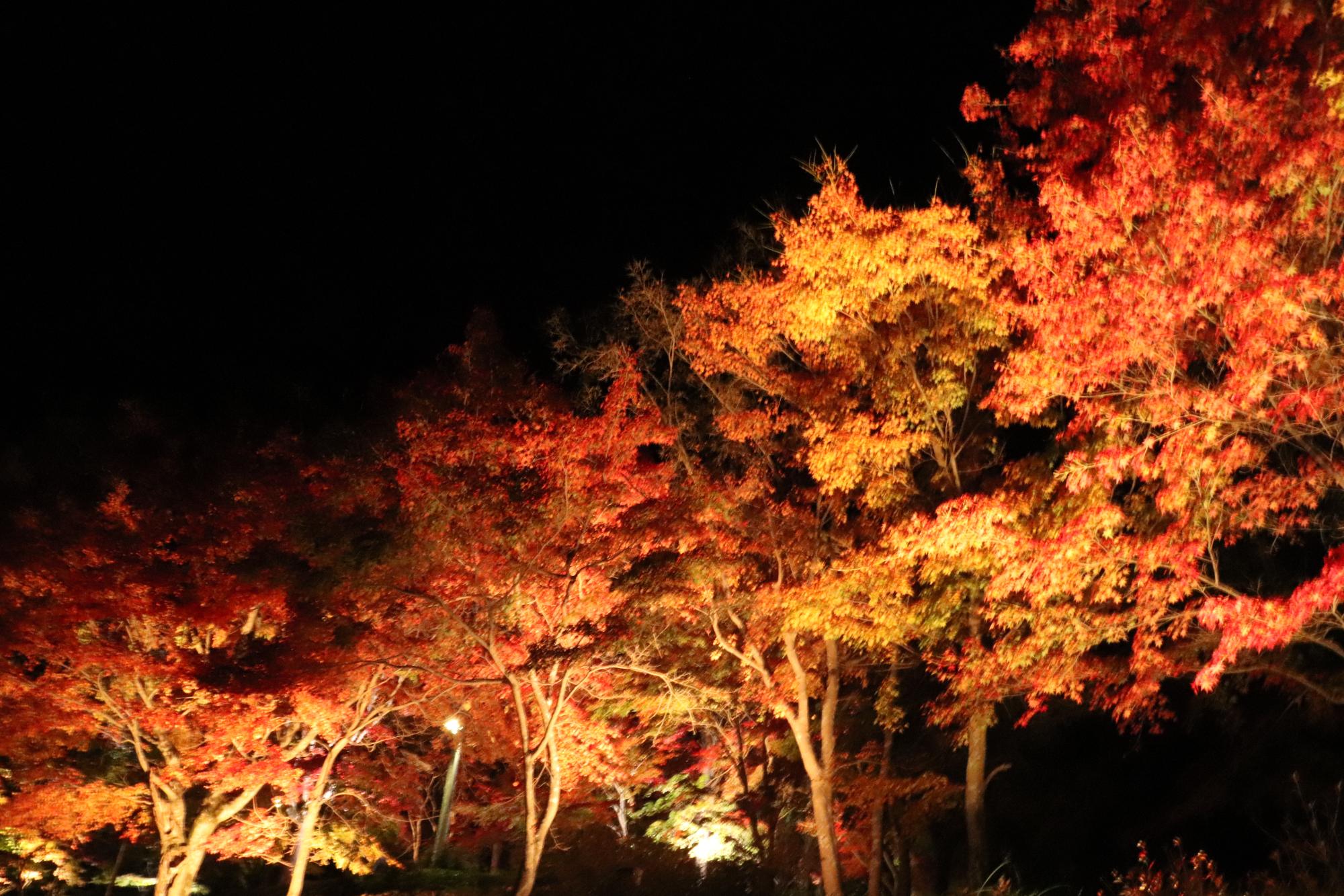 最上山公園もみじ山のライトアップ写真